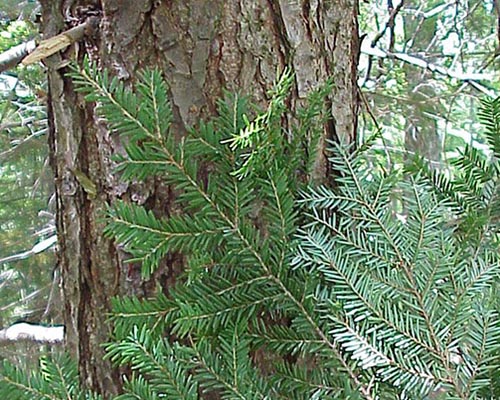 Hemlock